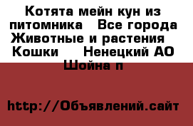 Котята мейн-кун из питомника - Все города Животные и растения » Кошки   . Ненецкий АО,Шойна п.